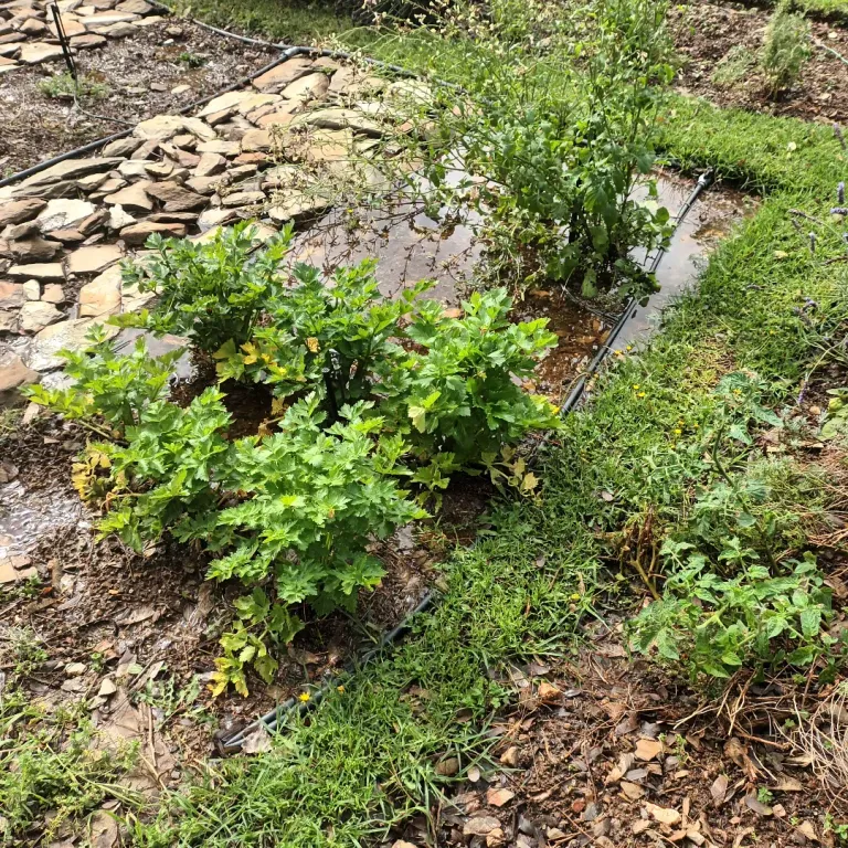 veggie garden pond 1