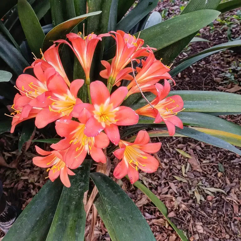 Clivias - the best show. Ever. Some of the plants came with us from Cape Town just over 11 years ago