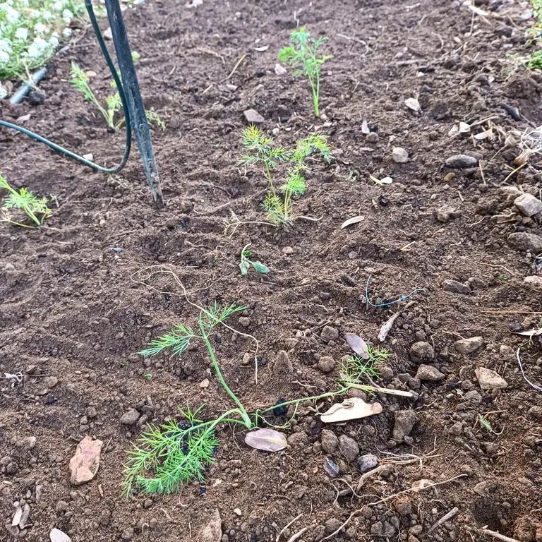 Finally, new plantings: lettuce, basil, dill and peppers