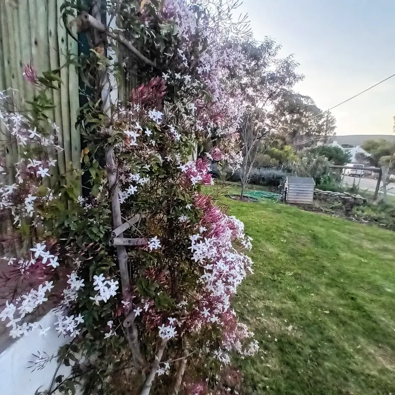 The glorious and fragrant jasmine