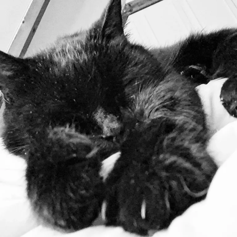 Mr P's typical morning pose