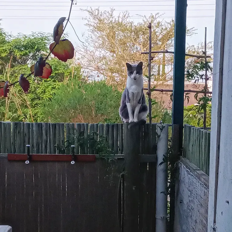 Gandalf - the pole cat