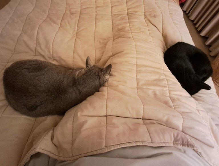 |The Cats' Mummy