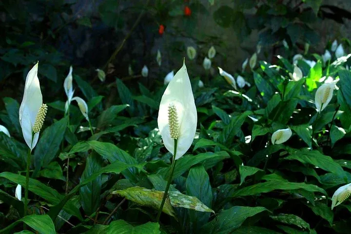 peace-lily-830968__480.webp