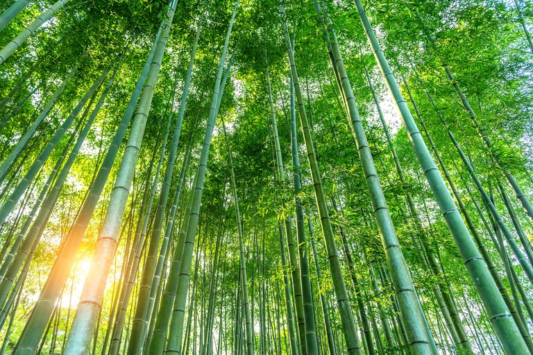 bamboo-forest-nature-background.jpg