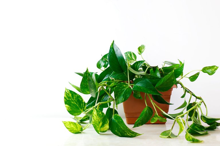 golden-pothos-epipremnum-aureum-white-table-living-room-home-garden.jpg