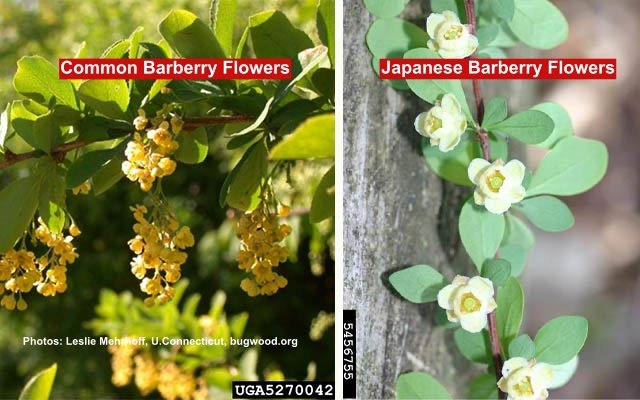 barberry flower comparison2.jpg
