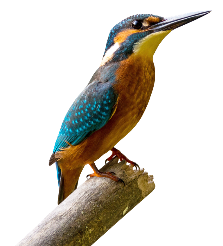 purepng.com-kingfisher-birdbirdsflyanimals-631522936498w5hgz.png