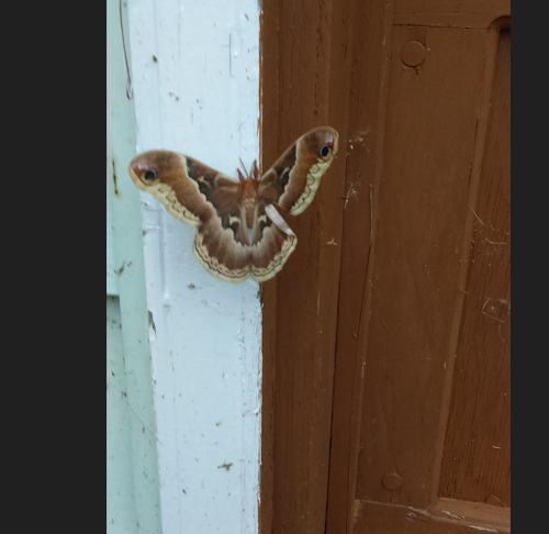 giant_moth.png