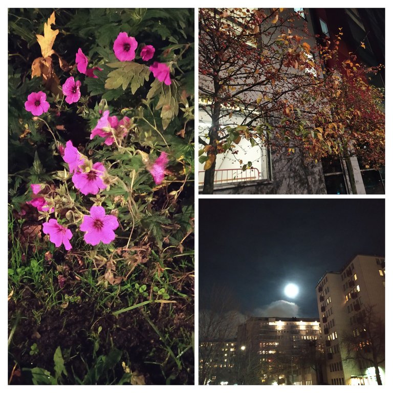 20221106_234350-COLLAGE.jpg