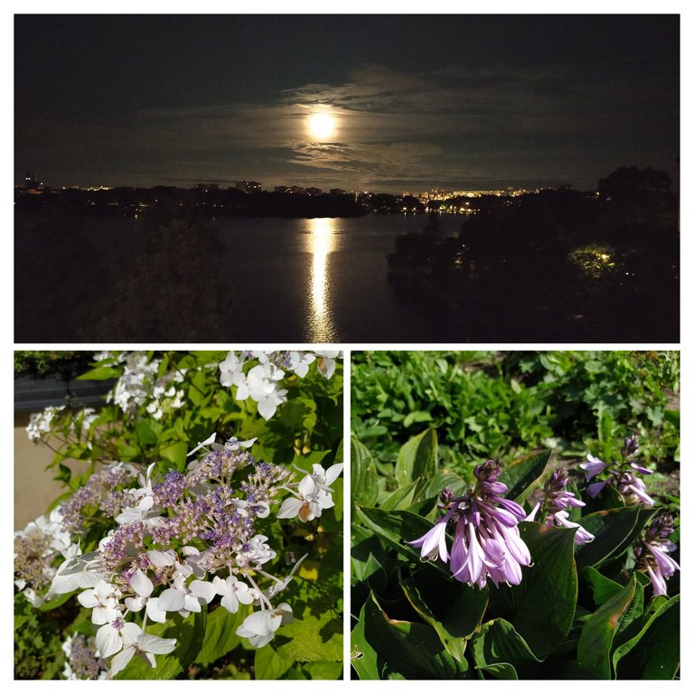 20230803_160718-COLLAGE.jpg