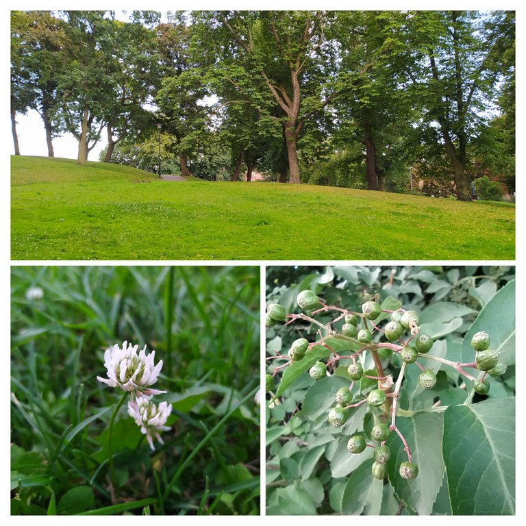 20230729_151047-COLLAGE.jpg