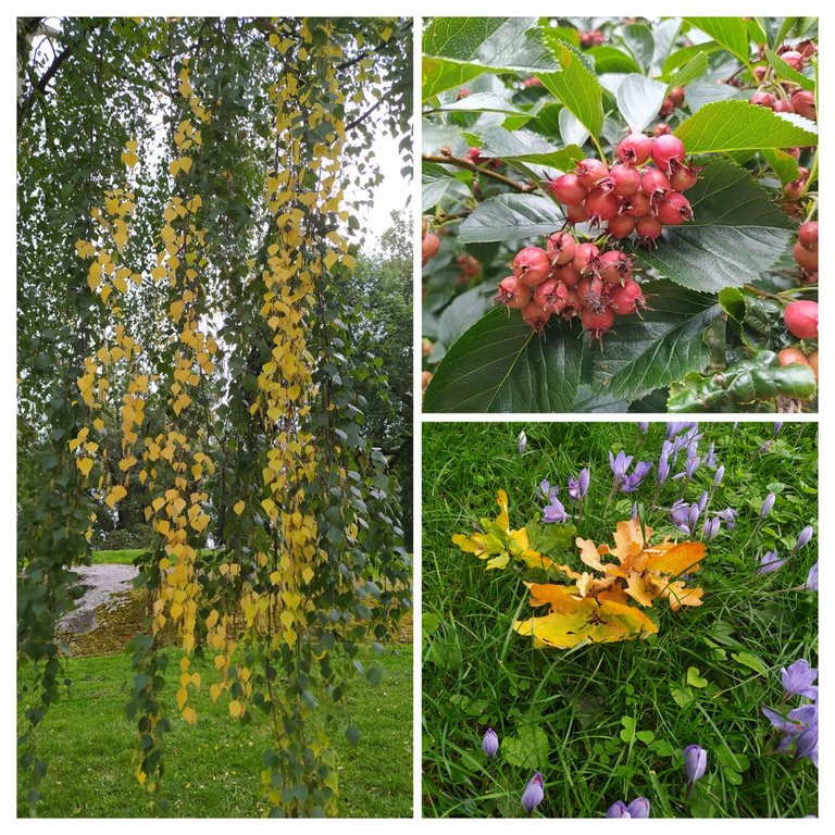 20230923_152058-COLLAGE.jpg
