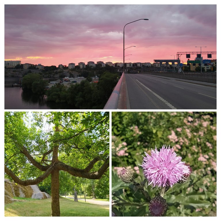 20230629_141301-COLLAGE.jpg