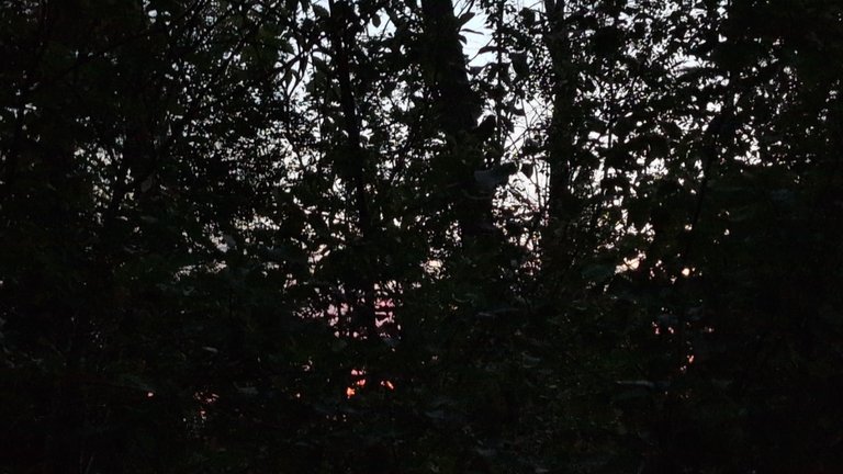 IMG_20250731_044651.jpg