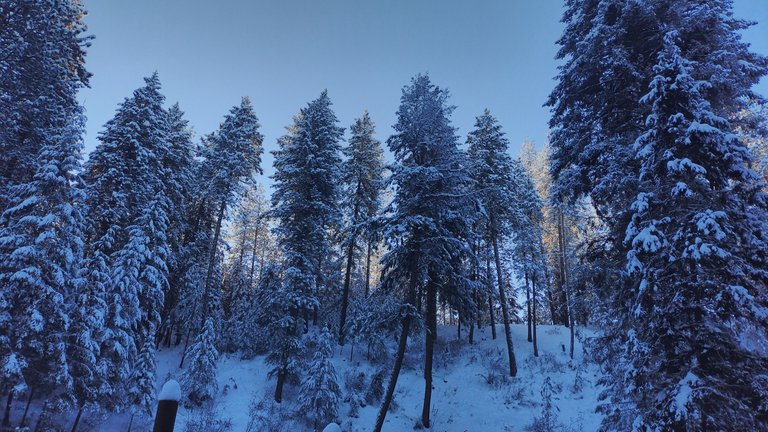 IMG_20221221_085546_HDR.jpg