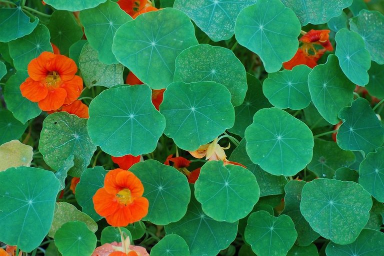 nasturtiums-1104757_1280.jpg