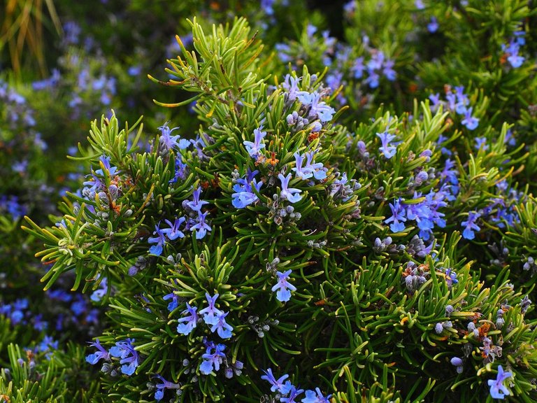 Medicinal plants, Rosemary