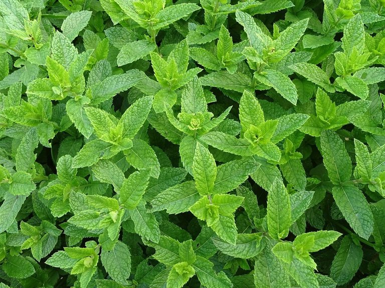 moroccan-mint-2396530_1280.jpg