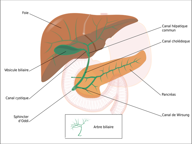vésicule biliaire.png
