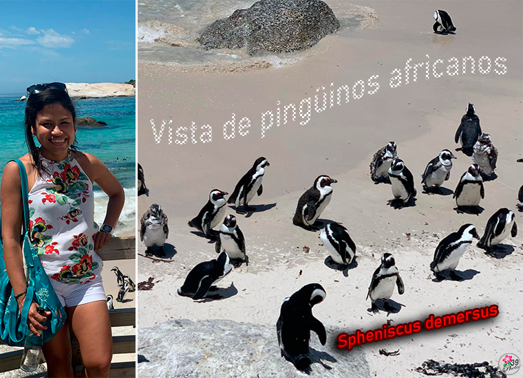 Pingüinos-principal-1.png