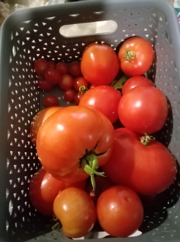 tomatos.jpg