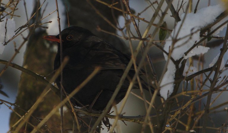 Amsel_01_klein.jpg