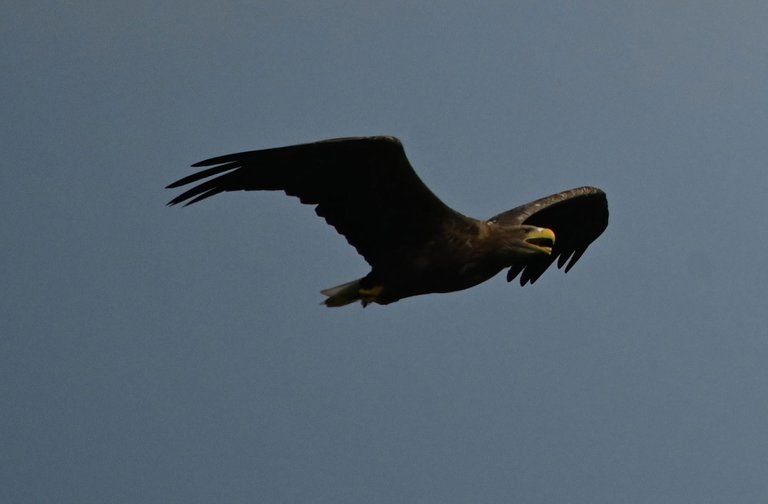 Z62_1376.jpg