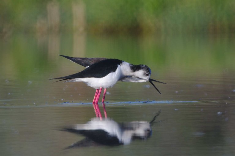 blackwingedstiltscuddling.jpg