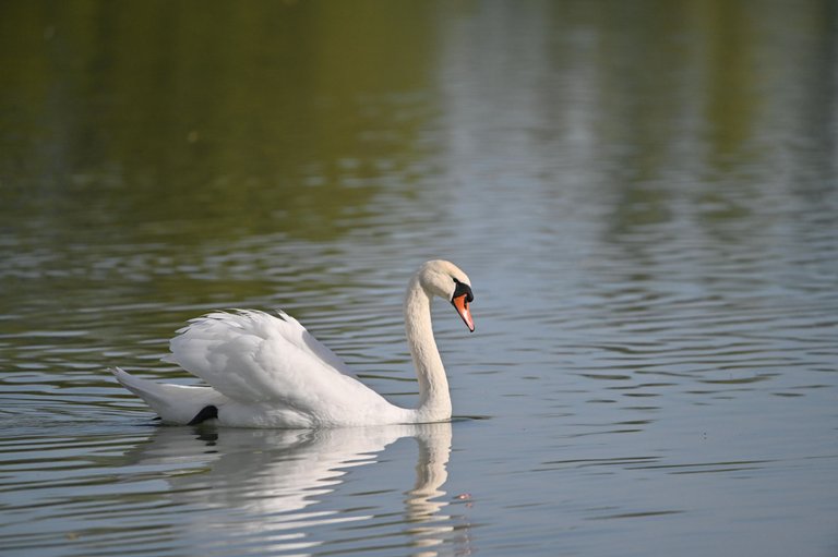 Z62_2299.jpg