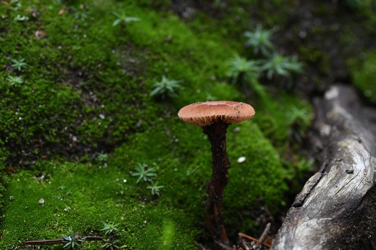 DSC_6055.jpg