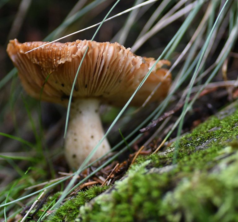 DSC_6074.jpg
