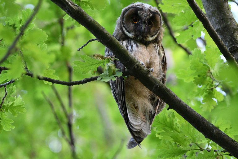 DSC_8987.jpg