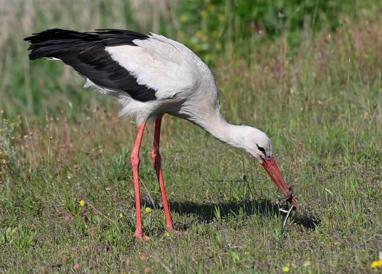 Z62_6543.jpg
