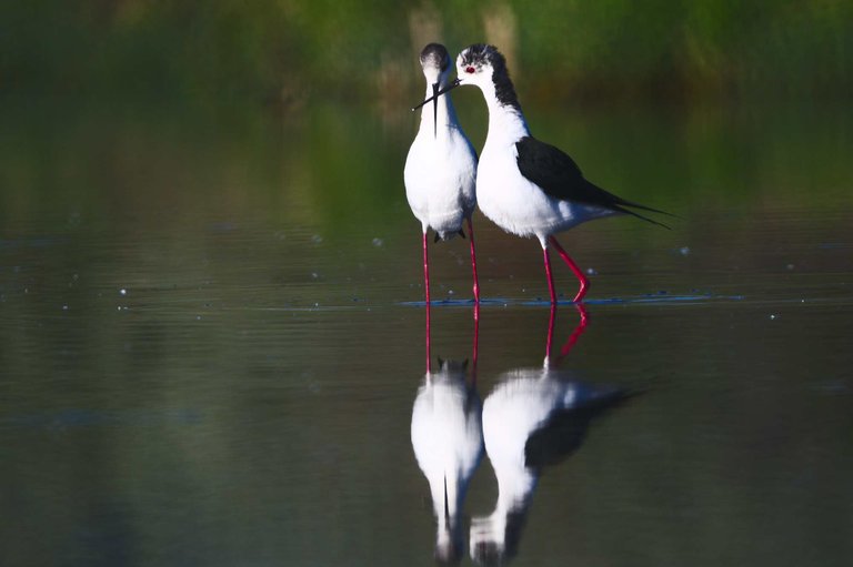 blackwingedstilts_lovedance.jpg