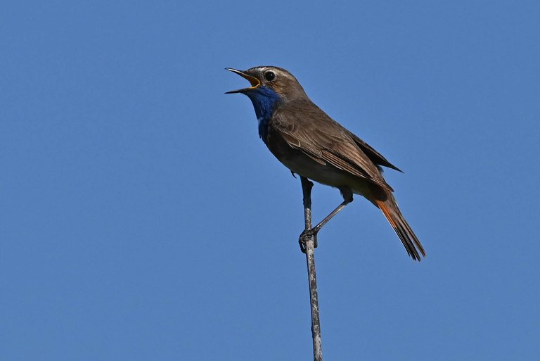 Z62_6383.jpg