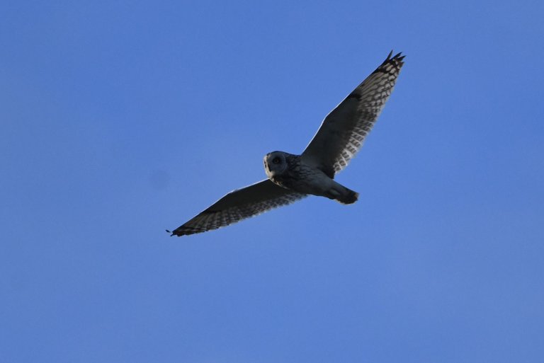 DSC_0831.jpg