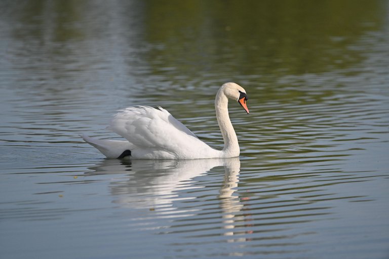 Z62_2290.jpg