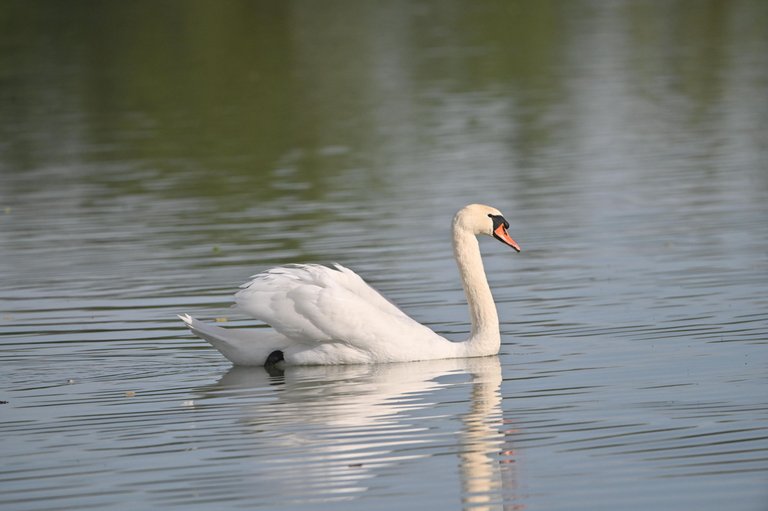 Z62_2274.jpg