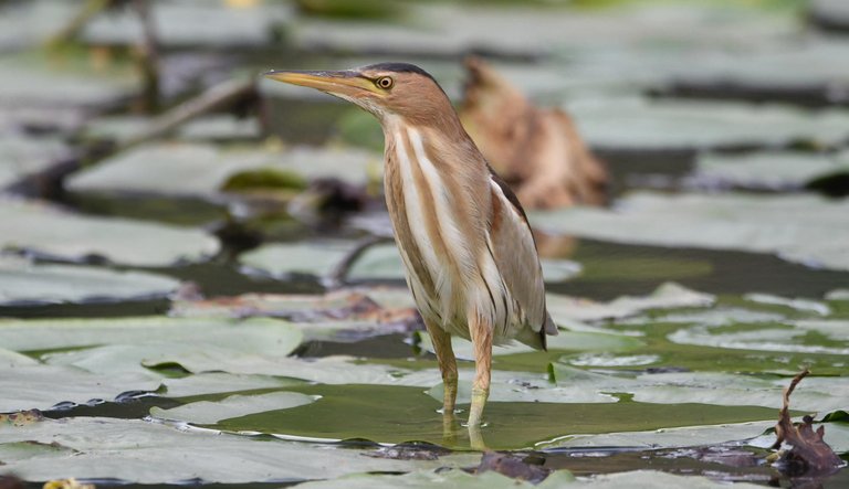 DSC_6756.jpg