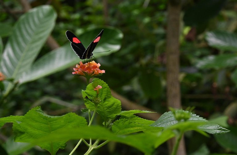 Z62_7869.jpg