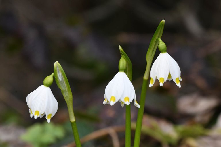 DSC_2318.JPG