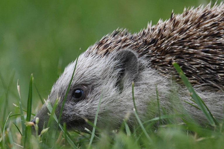 hedgehog_02.JPG