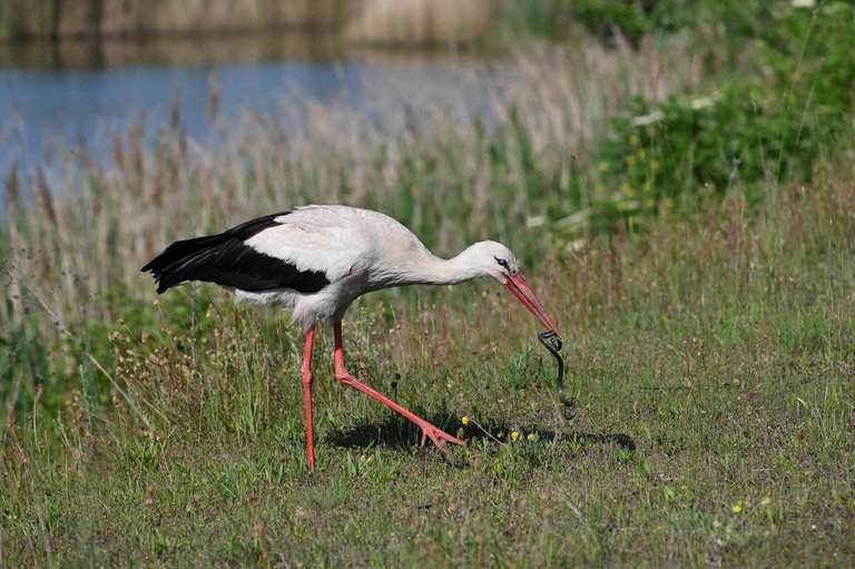 Z62_6504.jpg