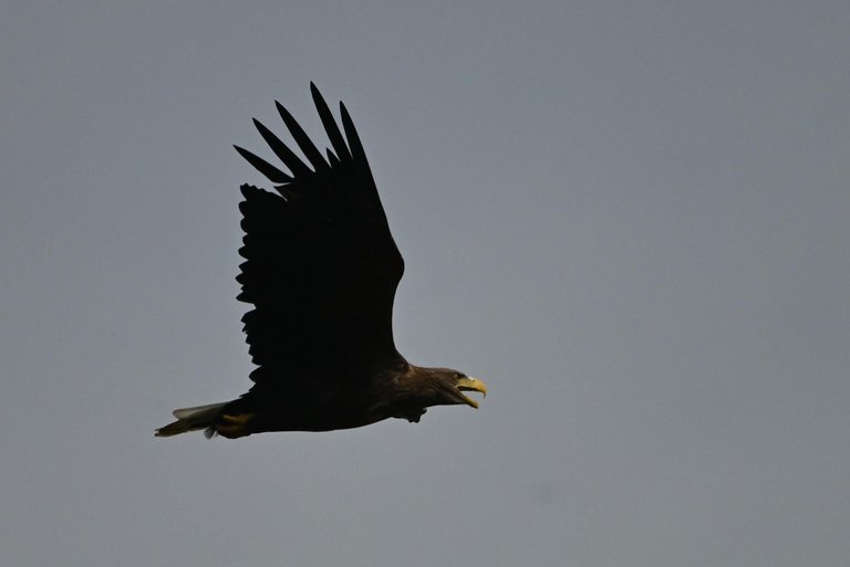 Z62_1377.jpg