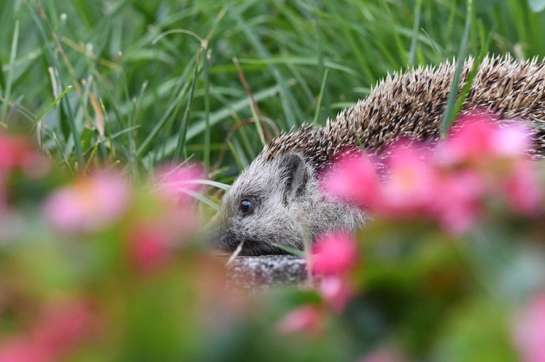hedgehog_03.JPG