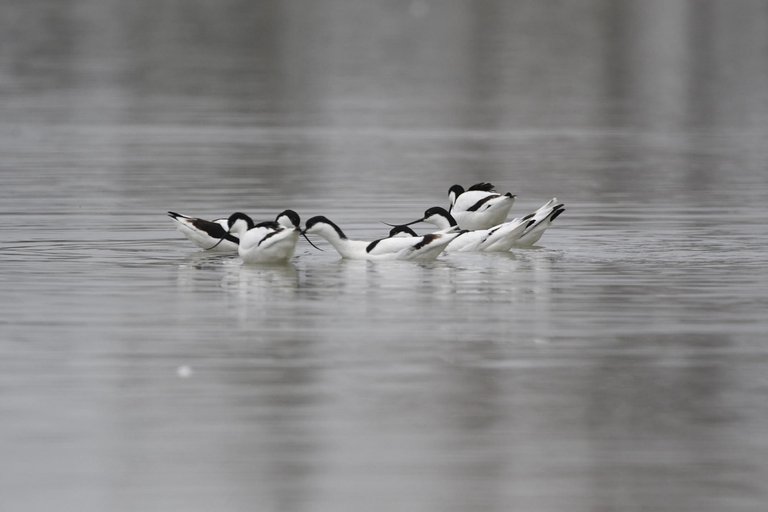 DSC_0184.jpg