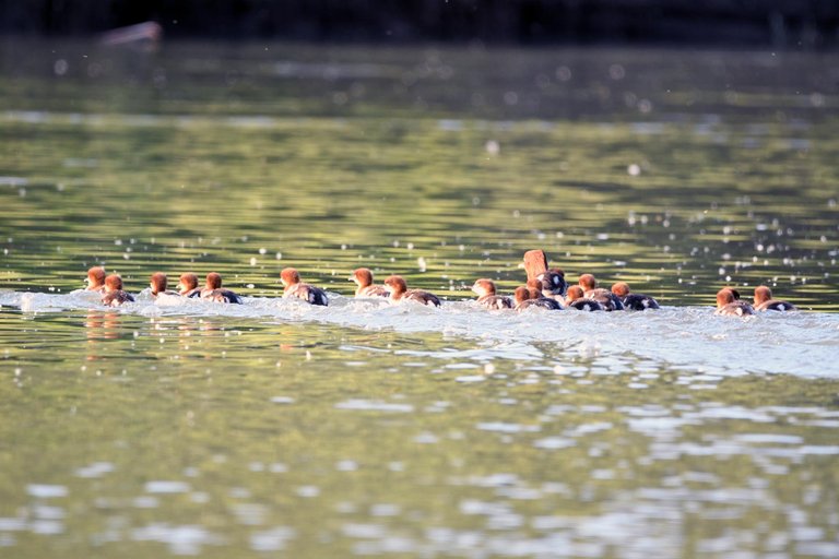 DSC_9487.jpg