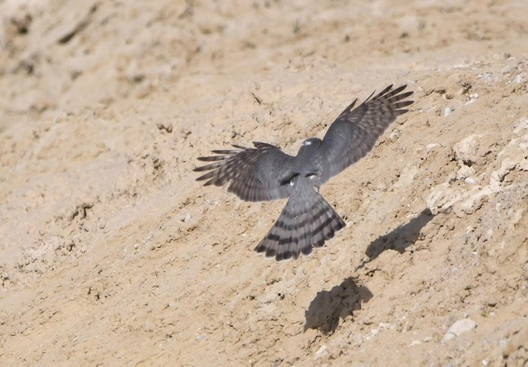 DSC_1731.jpg