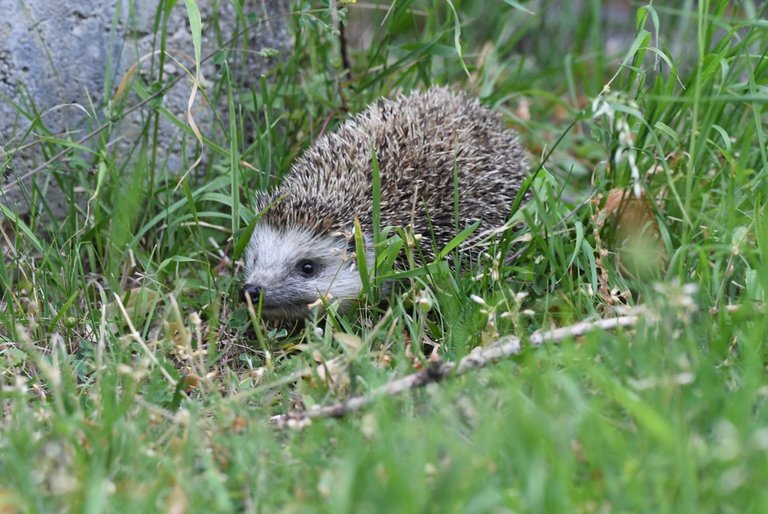 hedgehog_01.JPG